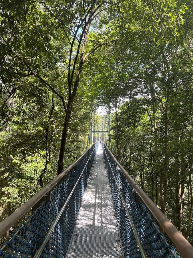 MacRitchie Nature Trail