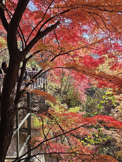 Namsan Sky Forest Trail