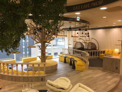 Cat Cafe MOCHA Kyoto Kawaramachi