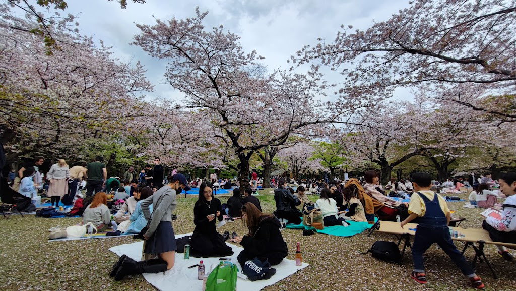 代々木公園 桜の園