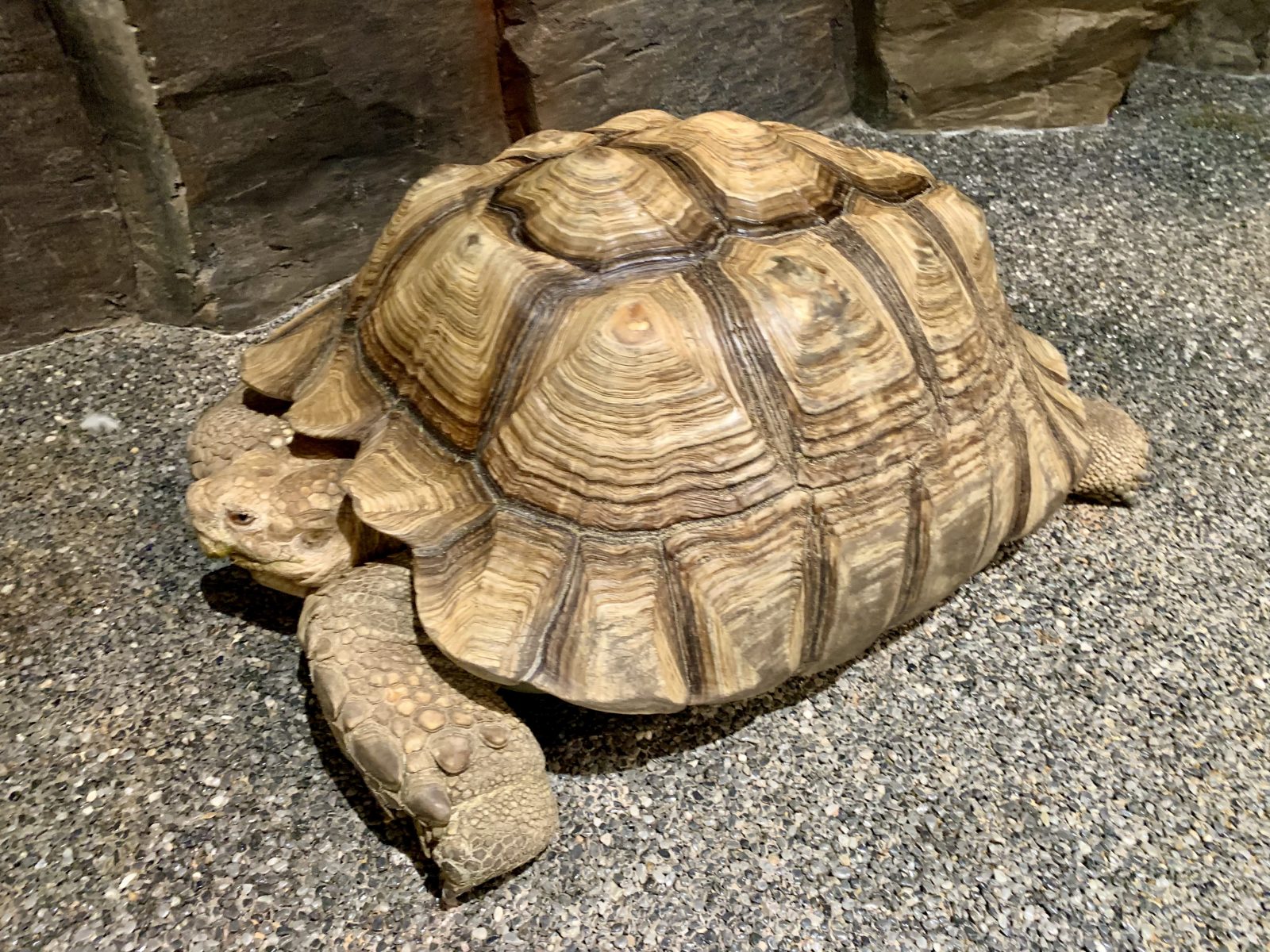 Gapyeong Sinbi Zoo