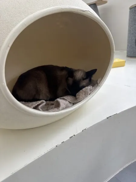 Ujuro Cat