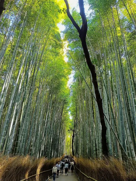 Arashiyama Bamboo Forest