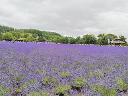 Farm Tomita