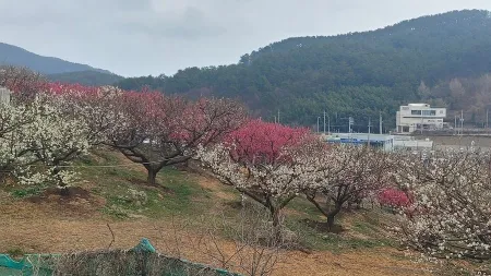 Gijang Maehwawon