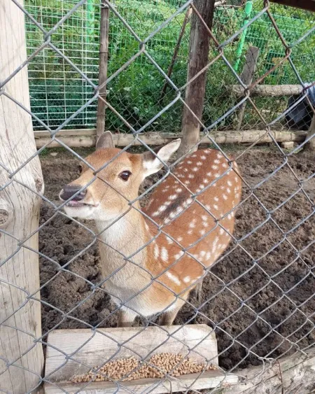 정선 아기동물농장