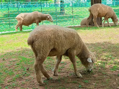 Neulsolgil Park Sheep Ranch