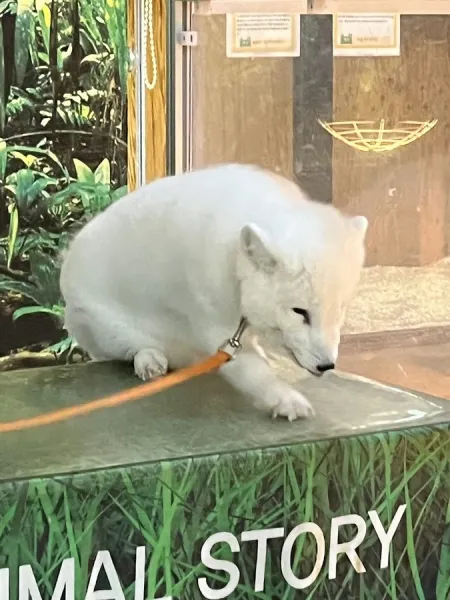Animal Story