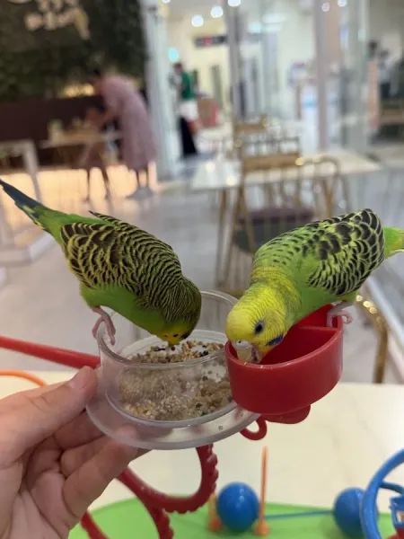 Leaf Parrot Gwangbok Branch