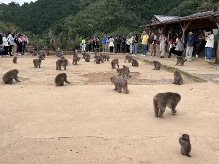 Arashiyama Monkey Park Iwatayama