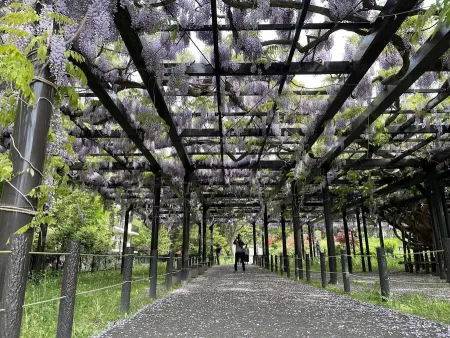 Hiragishi Tenjin Wisteria (Fuji)