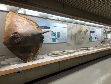 Busan Marine Natural History Museum