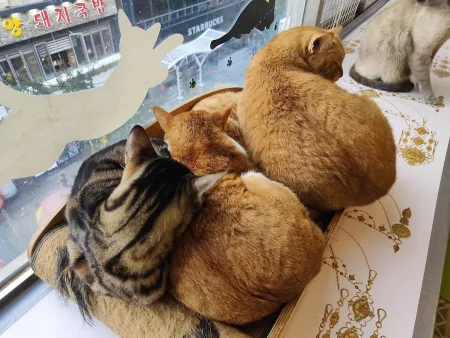 양이양이