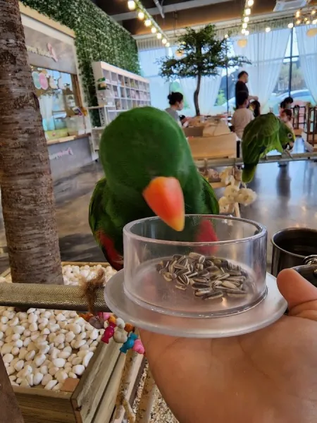 Leaf Parrot Yongin Branch Stay
