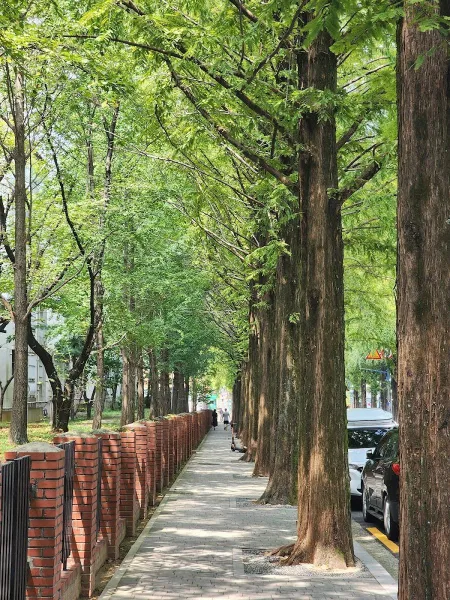 창원 가로수길