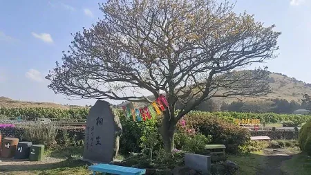 Jeju Rail Bike