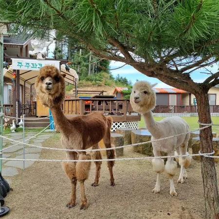 대관령주주파크