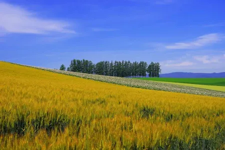 Patchwork Road (Biei)