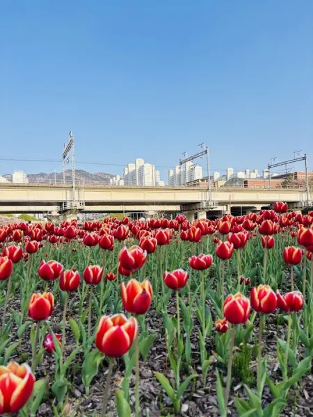 Hwamyeong Ecological Park Tulip Garden