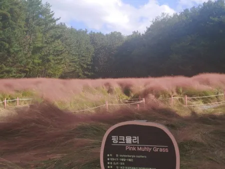 Ulsan Grand Park Pink Muhly Garden