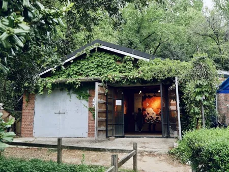 양림동 호랑가시나무