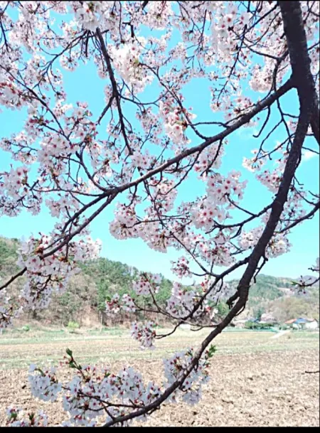Buk-myeon Wirye Cherry Blossom Road