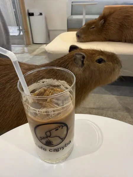 cafe capyba ASAKUSA （capybara cafe）