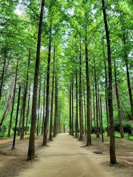 Metasequoia Road