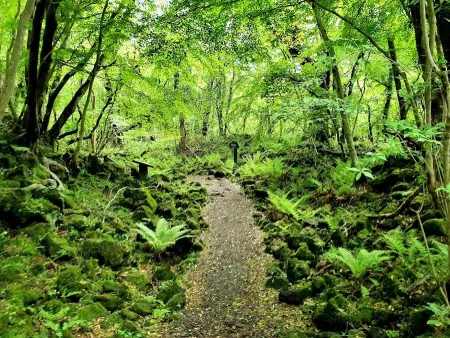 Gyorae Natural Recreation Forest