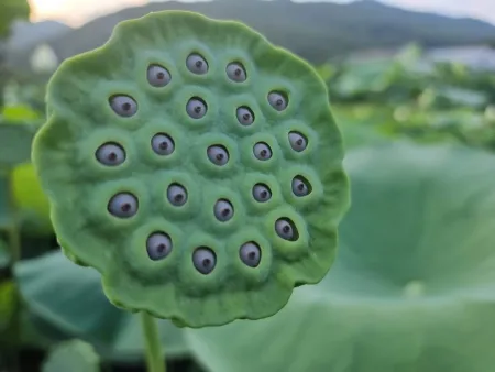 곰내연밭