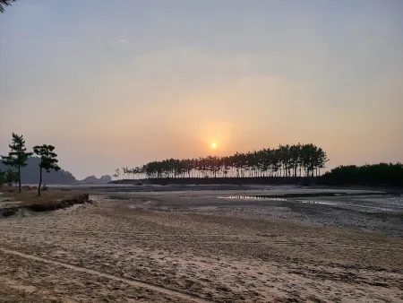 운여해변 솔밭