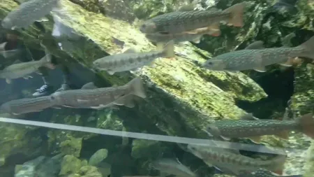 Kyoto Aquarium
