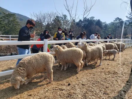 Namhae Sheep Ranch Yangmareutteu Hill