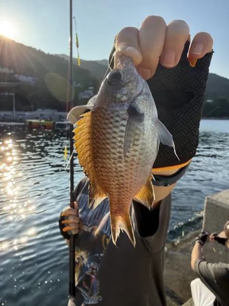 볼락 밤낚시 체험