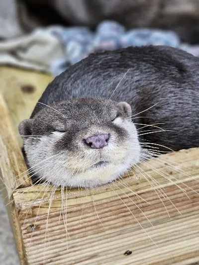 隣の家のカワウソ