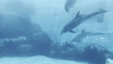 Port Of Nagoya Public Aquarium