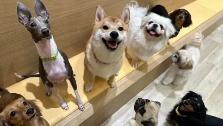 Dog Cafe Rio in AKIHABARA