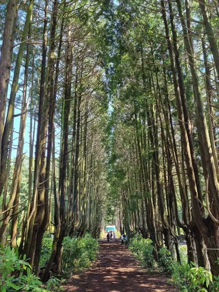 Secret Forest