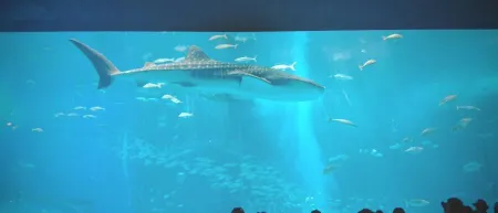 沖縄美ら海水族館