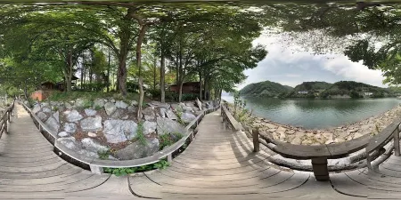 Metasequoia Tree Lane